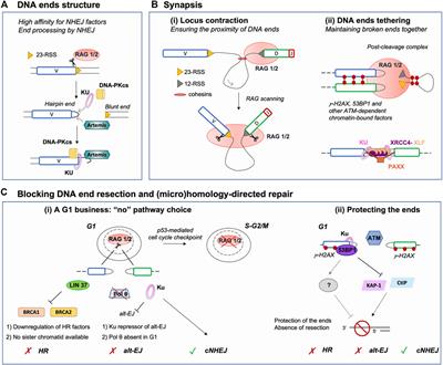 The (Lack of) DNA Double-Strand Break Repair Pathway Choice During V(D)J Recombination